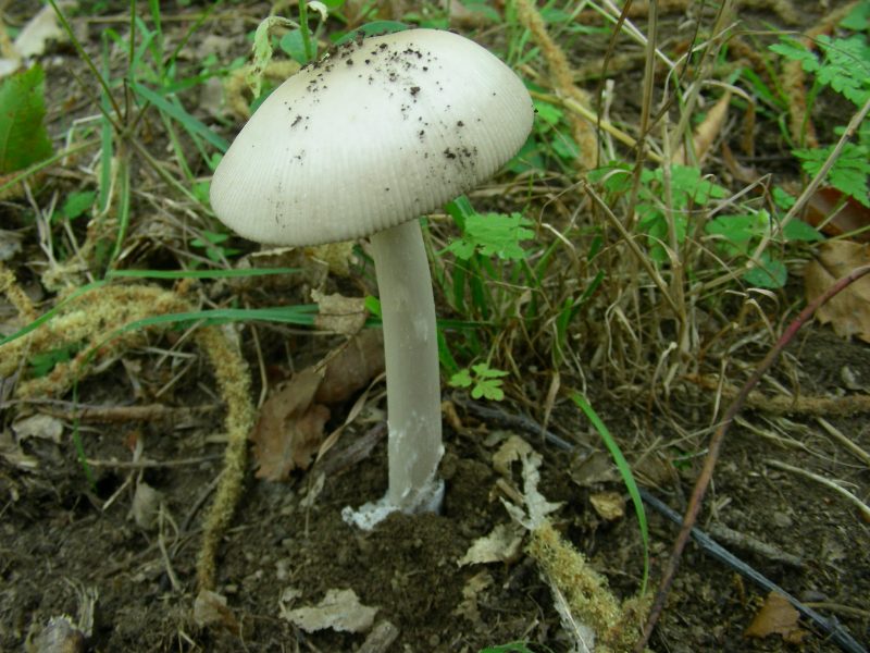 Vecchi ritrovamenti di luglio sotto Quercia e Castagno