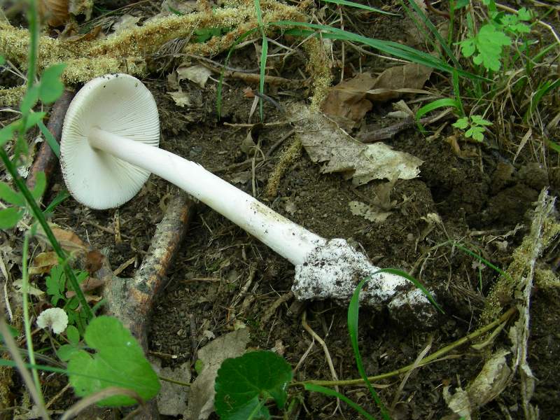 Vecchi ritrovamenti di luglio sotto Quercia e Castagno