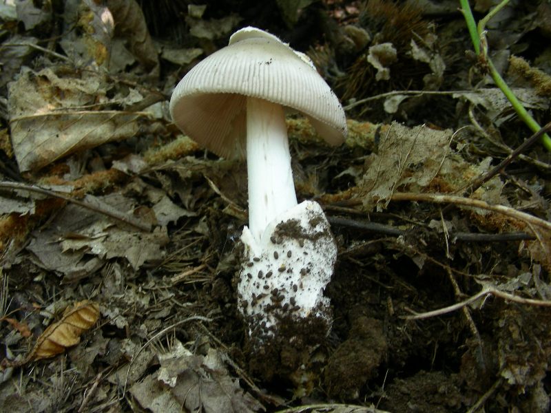 Vecchi ritrovamenti di luglio sotto Quercia e Castagno