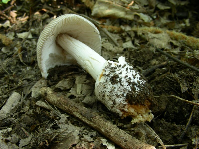 Vecchi ritrovamenti di luglio sotto Quercia e Castagno