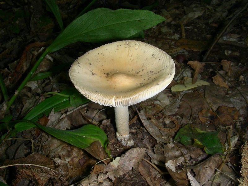 Vecchi ritrovamenti di luglio sotto Quercia e Castagno