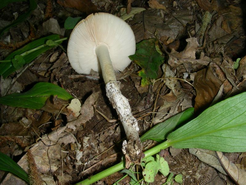 Vecchi ritrovamenti di luglio sotto Quercia e Castagno