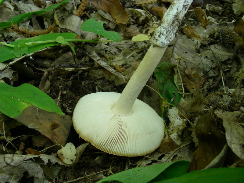 Vecchi ritrovamenti di luglio sotto Quercia e Castagno