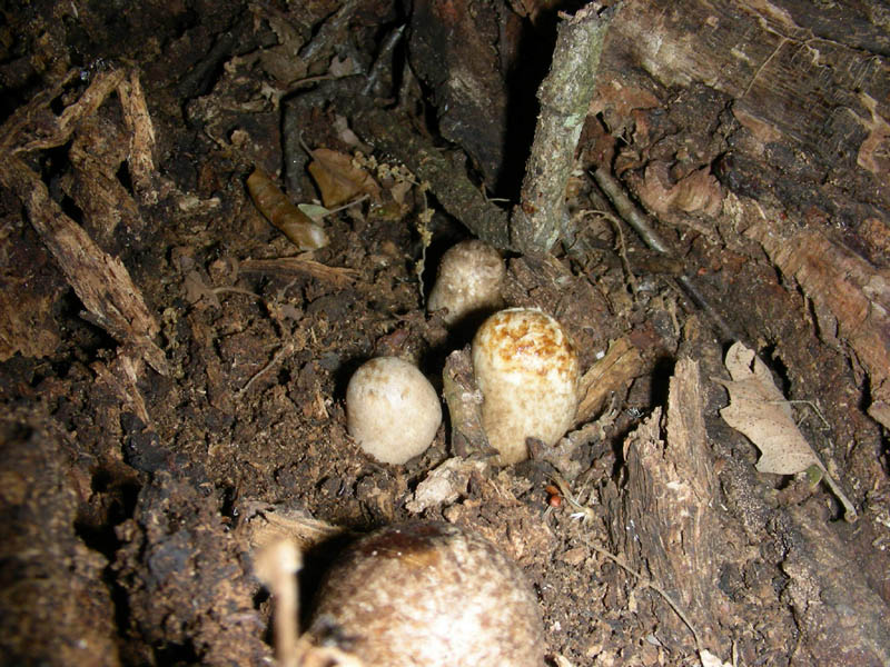 Altre Volvariella bombicyna