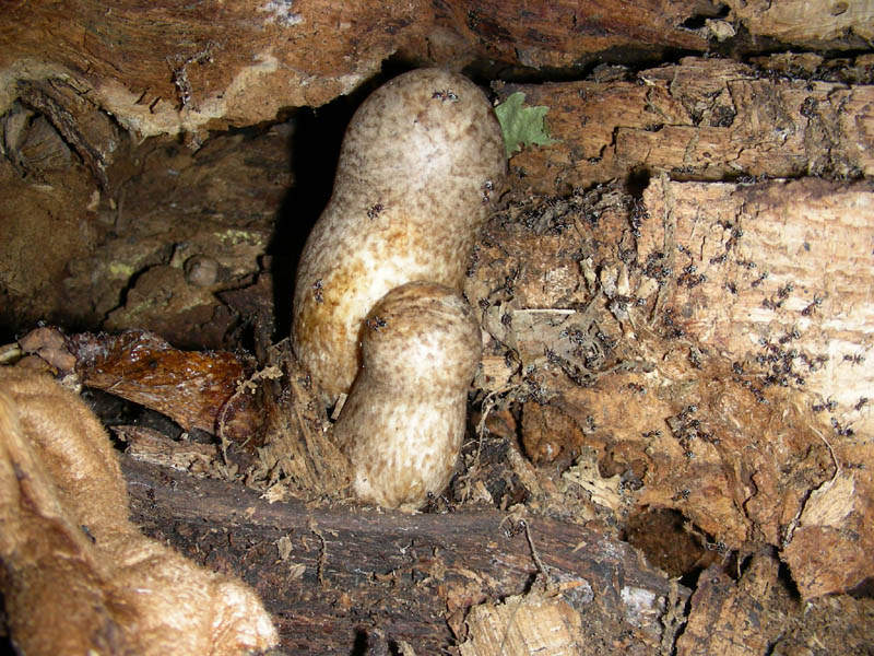 Altre Volvariella bombicyna