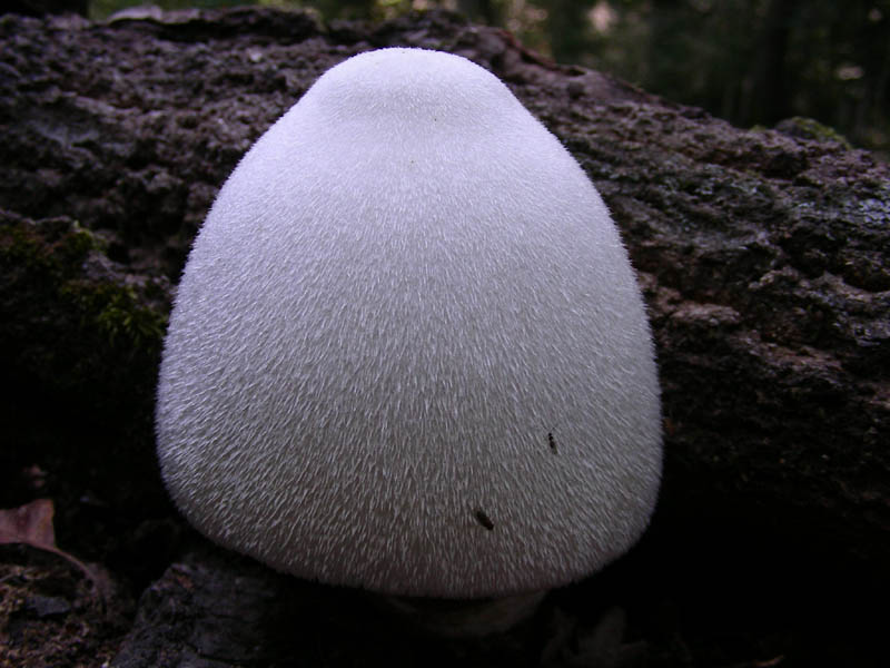 Altre Volvariella bombicyna