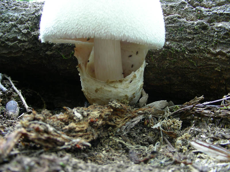 Altre Volvariella bombicyna