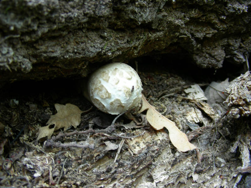 Altre Volvariella bombicyna