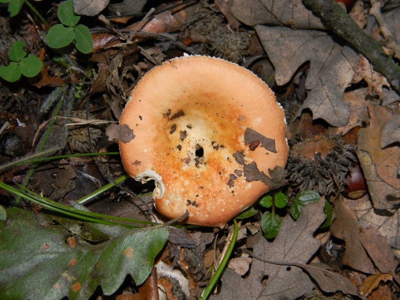 Russula fotog. il 12.11.2011.bosco di Quercia