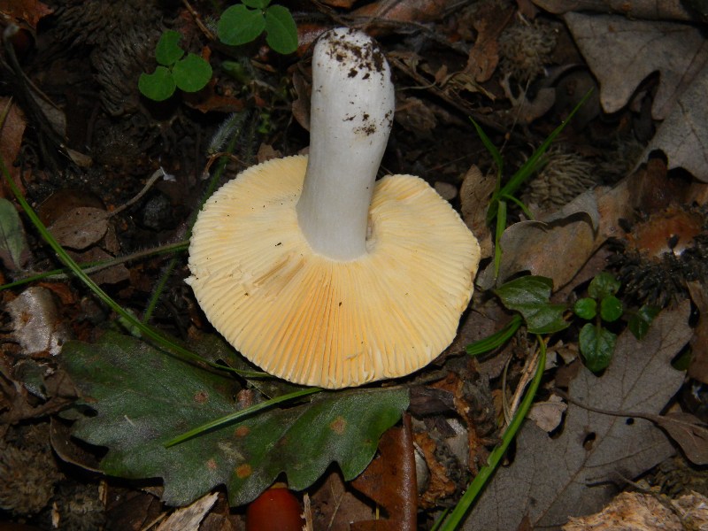 Russula fotog. il 12.11.2011.bosco di Quercia