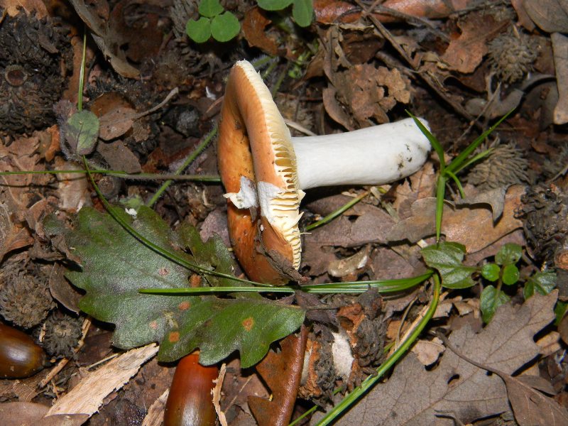 Russula fotog. il 12.11.2011.bosco di Quercia