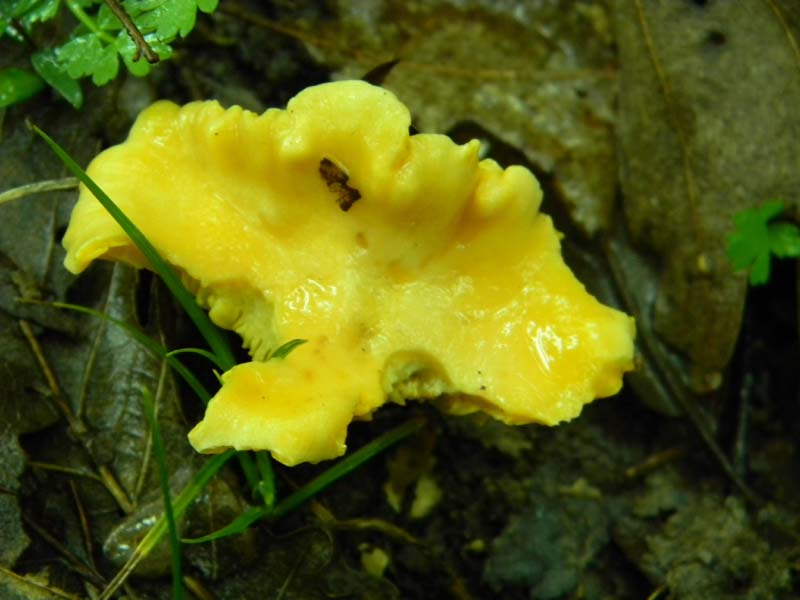 Escursione del 30.04.2011.sotto forte pioggia