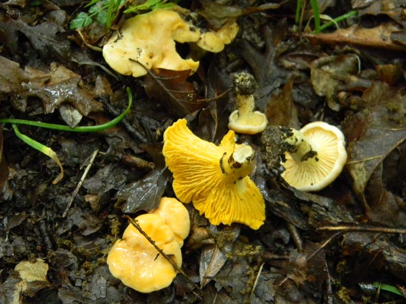 Escursione del 30.04.2011.sotto forte pioggia