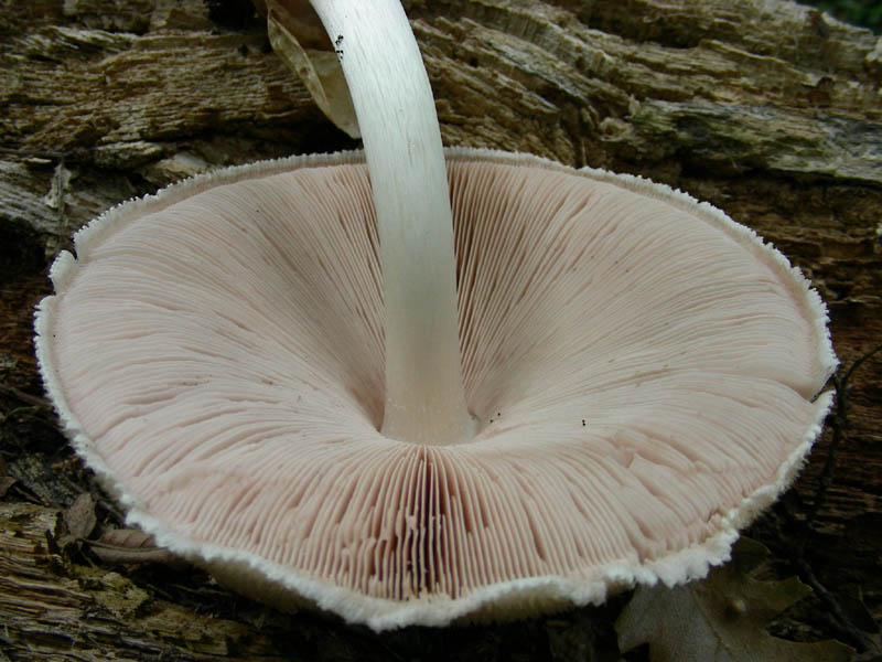 Altre Volvariella bombacina fotografate il 03.08.2010.