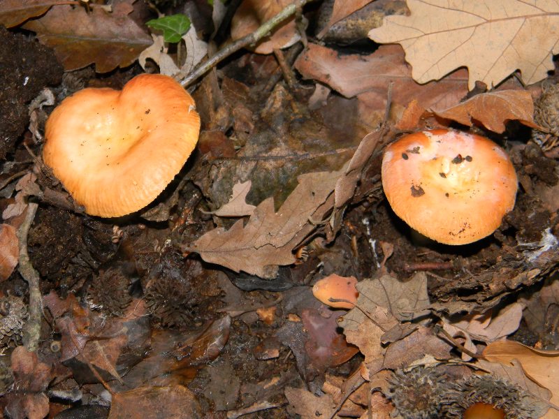 1)Russula fotog. il 12.11.2011. sotto Quercia