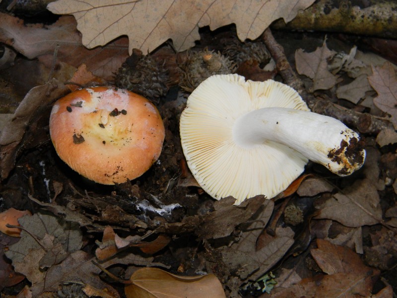 1)Russula fotog. il 12.11.2011. sotto Quercia