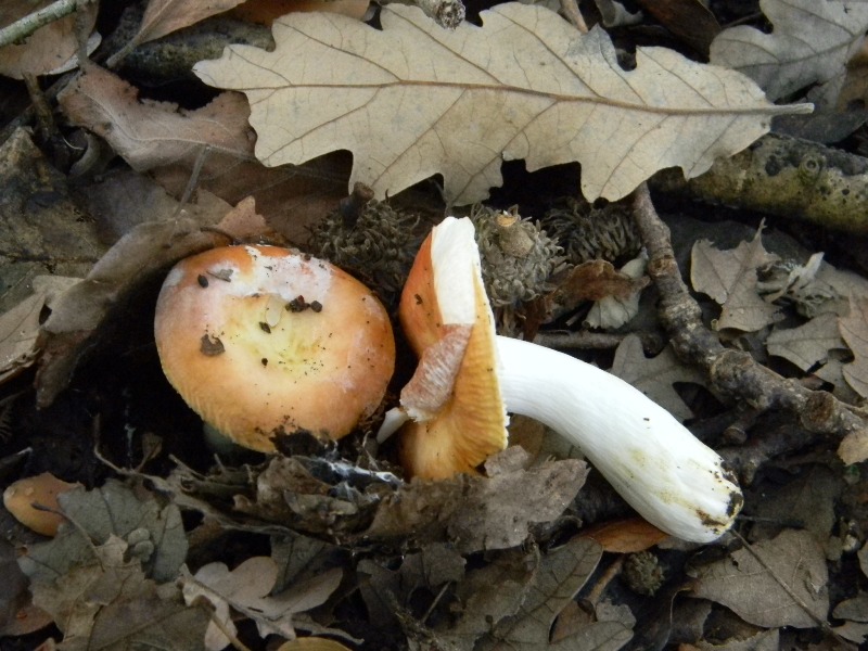 1)Russula fotog. il 12.11.2011. sotto Quercia