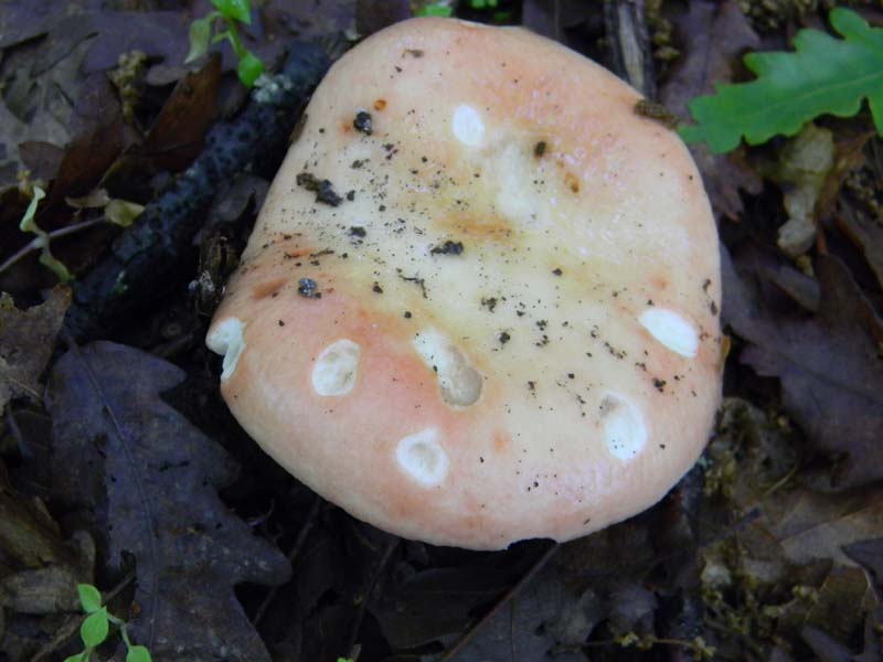 Alcuni funghi da determinare fotog.il 3.5.2011.bosco di Quer
