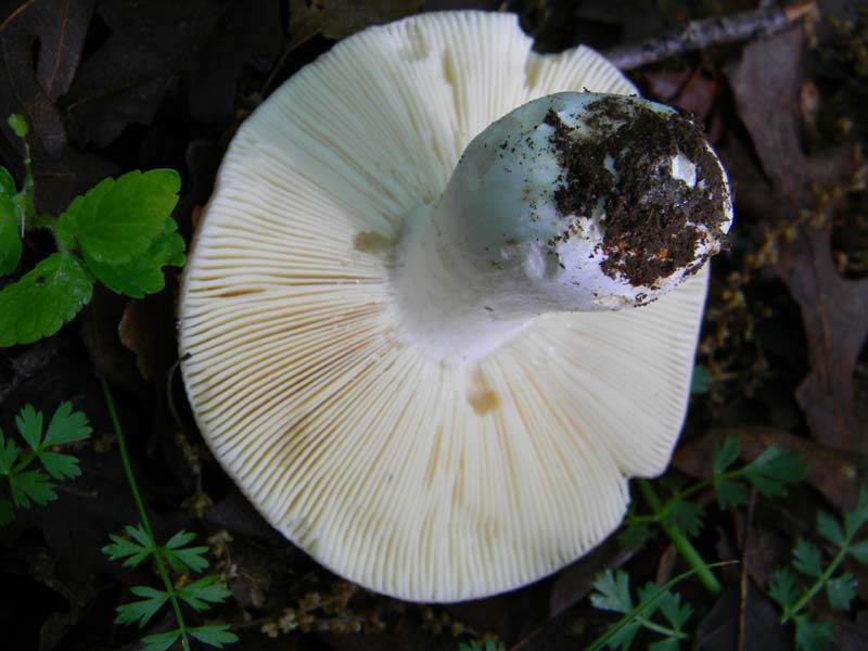 Alcuni funghi da determinare fotog.il 3.5.2011.bosco di Quer