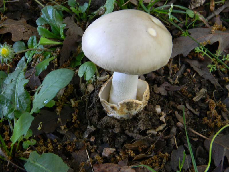 Alcuni funghi da determinare fotog.il 3.5.2011.bosco di Quer
