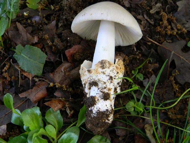 Alcuni funghi da determinare fotog.il 3.5.2011.bosco di Quer