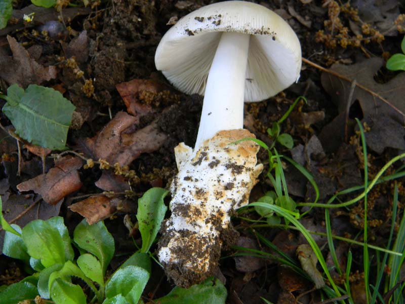 Alcuni funghi da determinare fotog.il 3.5.2011.bosco di Quer
