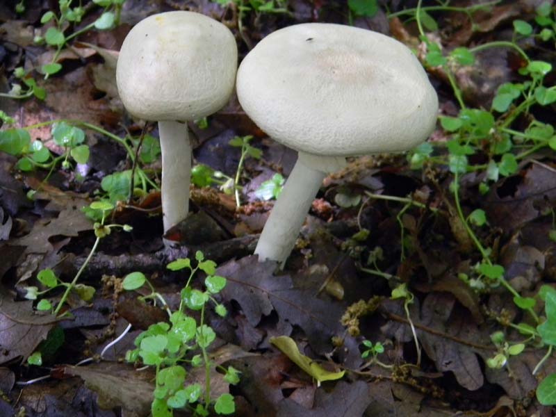 Alcuni funghi da determinare fotog.il 3.5.2011.bosco di Quer