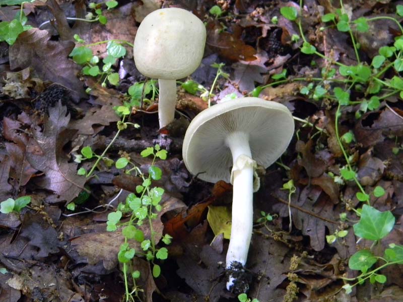 Alcuni funghi da determinare fotog.il 3.5.2011.bosco di Quer