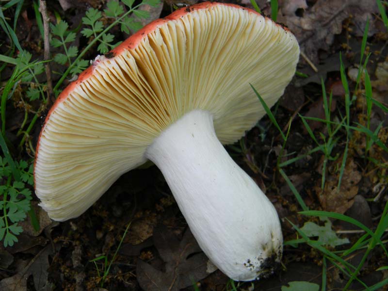 Alcuni funghi da determinare fotog.il 3.5.2011.bosco di Quer