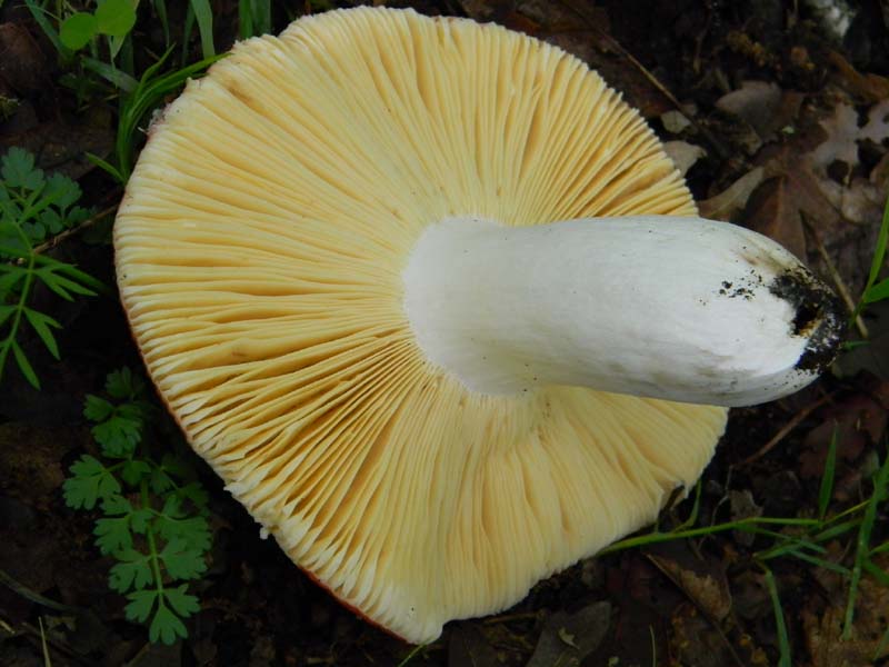 Alcuni funghi da determinare fotog.il 3.5.2011.bosco di Quer