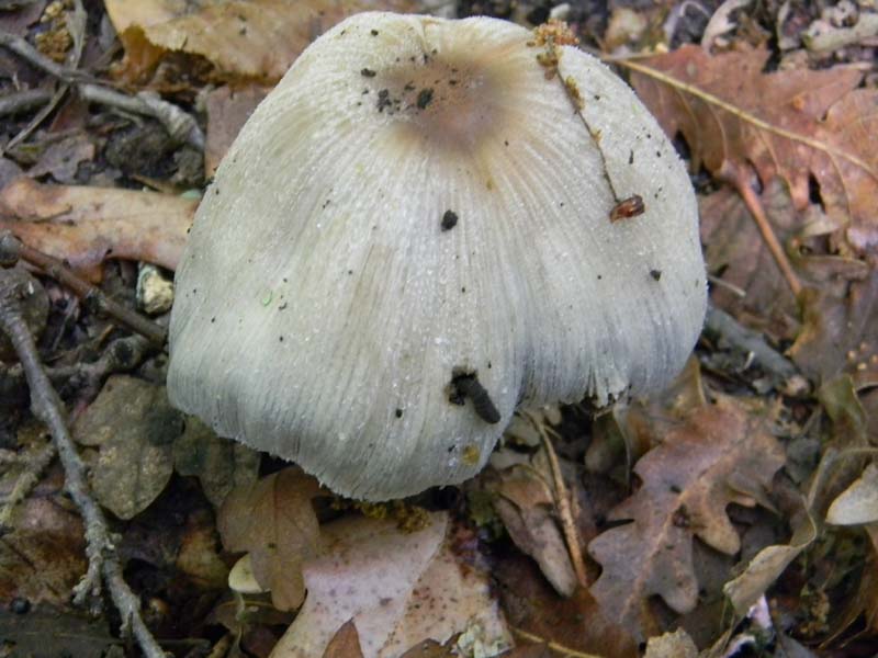 Alcuni funghi da determinare fotog.il 3.5.2011.bosco di Quer