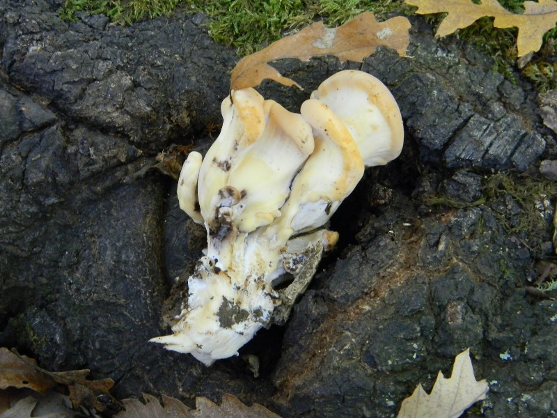 Ritr.del15.11.2011su tronco di Quercia (Meripilus giganteus)