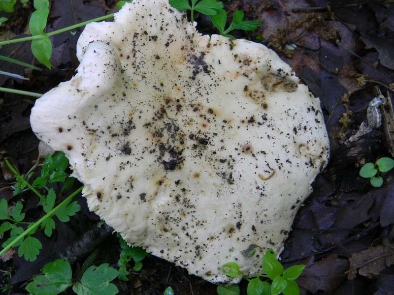 Alcuni funghi da determinare fotog.il 3.5.2011.bosco di Quer