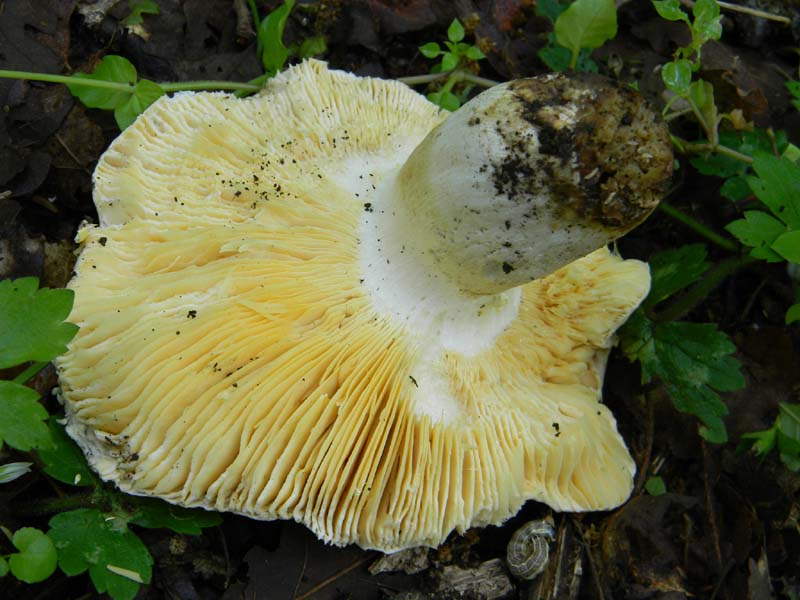 Alcuni funghi da determinare fotog.il 3.5.2011.bosco di Quer