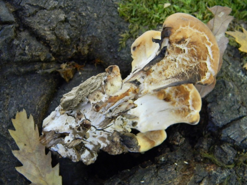 Ritr.del15.11.2011su tronco di Quercia (Meripilus giganteus)