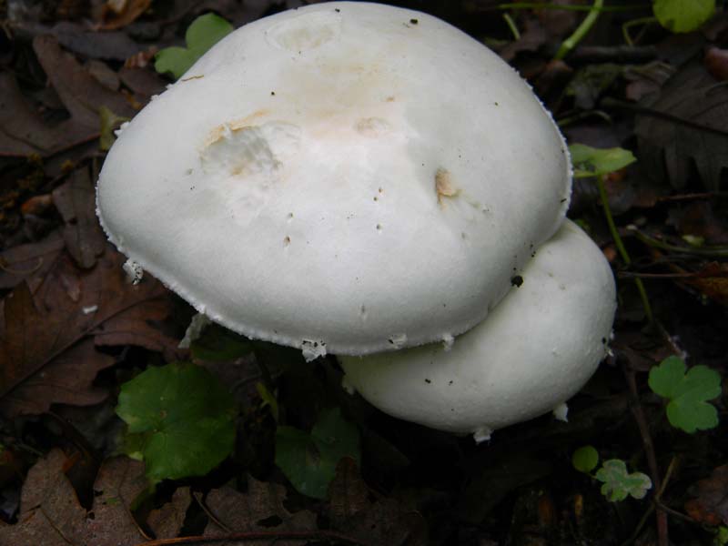 Alcuni funghi da determinare fotog.il 3.5.2011.bosco di Quer