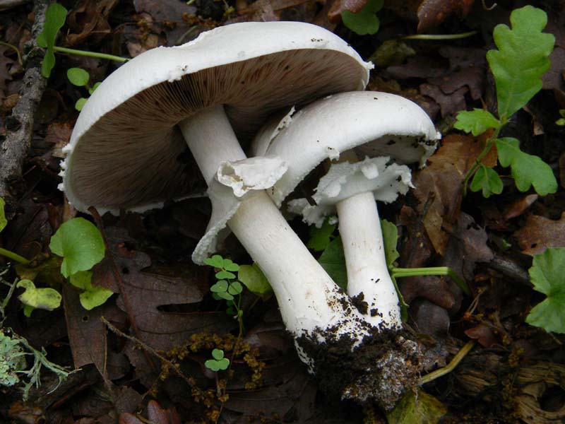 Alcuni funghi da determinare fotog.il 3.5.2011.bosco di Quer