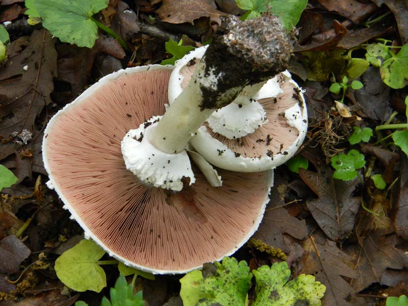 Alcuni funghi da determinare fotog.il 3.5.2011.bosco di Quer