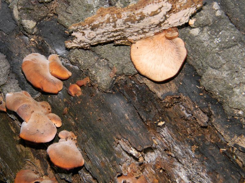 Fotografati il 18.11.2011.sotto Quercia