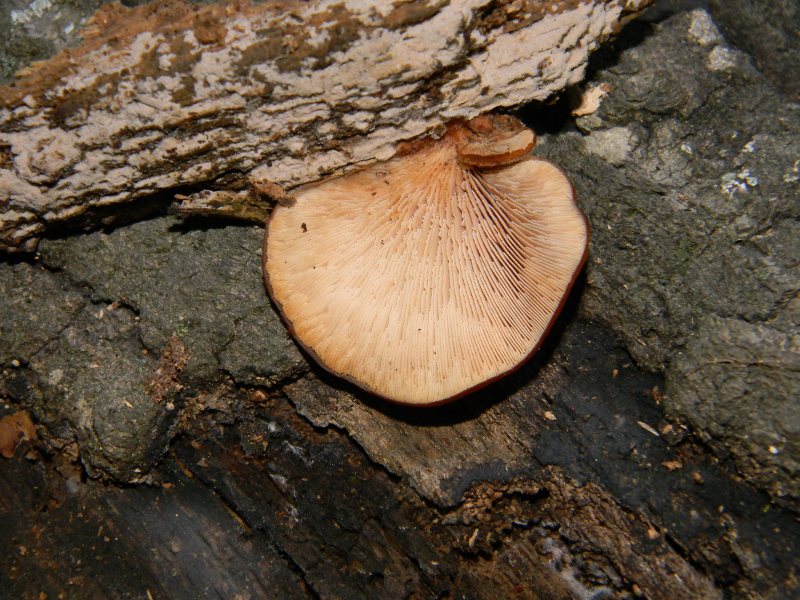 Fotografati il 18.11.2011.sotto Quercia