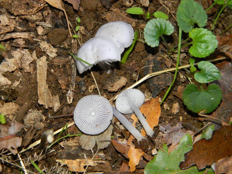 Fotografati il 18.11.2011.sotto Quercia