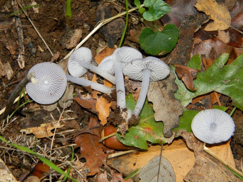 Fotografati il 18.11.2011.sotto Quercia