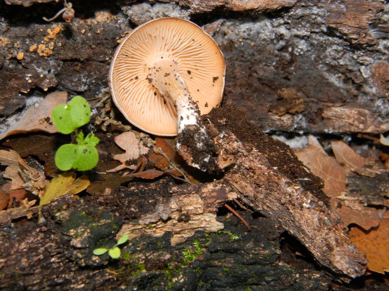 1)Ritrovamenti del 18.11.2011. sotto Quercia