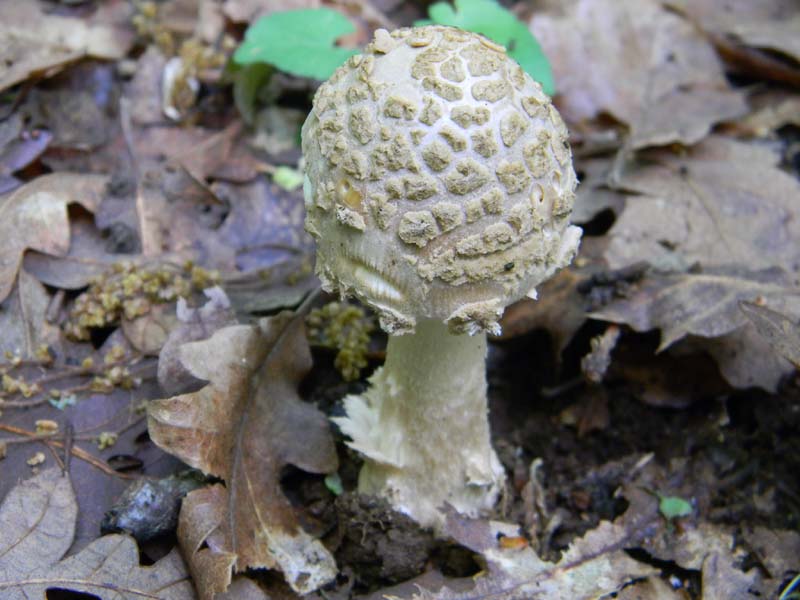 Alcuni funghi da determinare fotog.il 3.5.2011.bosco di Quer