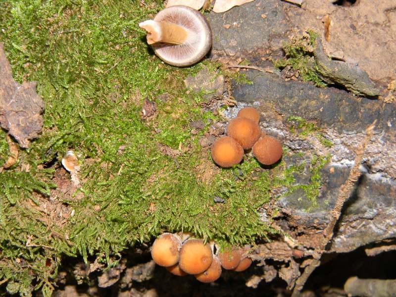 1)Ritrovamenti del 18.11.2011. sotto Quercia