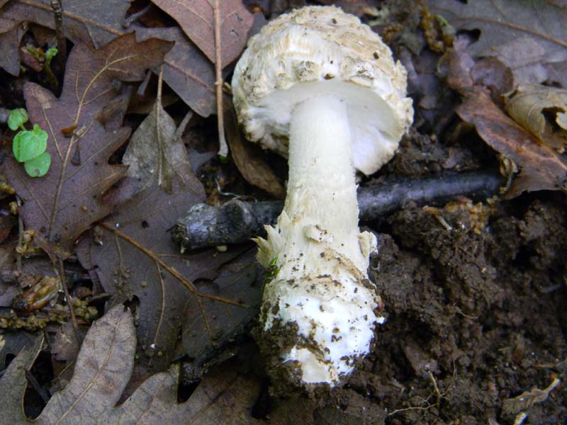 Alcuni funghi da determinare fotog.il 3.5.2011.bosco di Quer