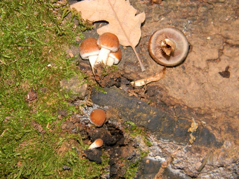 1)Ritrovamenti del 18.11.2011. sotto Quercia