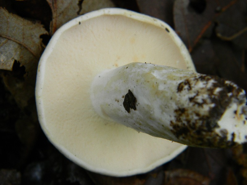 Alcuni funghi da determinare fotog.il 3.5.2011.bosco di Quer
