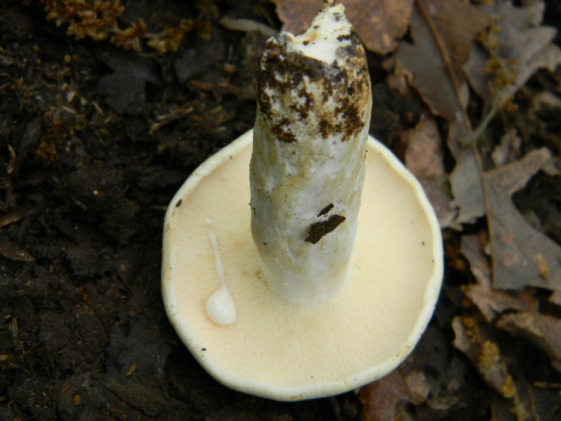 Alcuni funghi da determinare fotog.il 3.5.2011.bosco di Quer