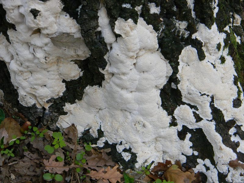 RitrovamentoB-18.11.11sottoQuercia (Oxyporus latemarginatus)